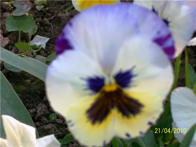 maćuhice - lat. Viola x wittrockiana (multiflora)